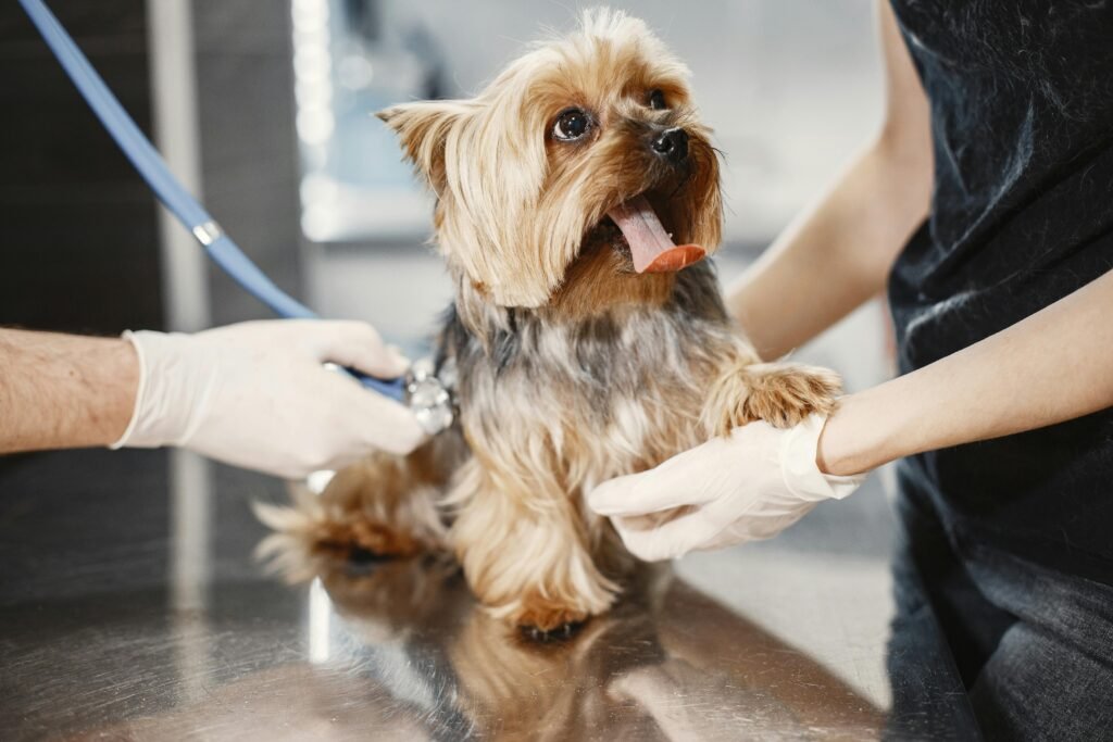 Dog Urgent Care Services in Maple Ridge Explained