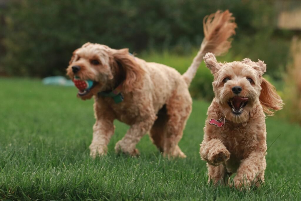 Spring Nutrition and Weight Management: Supporting Your Pet’s Health
