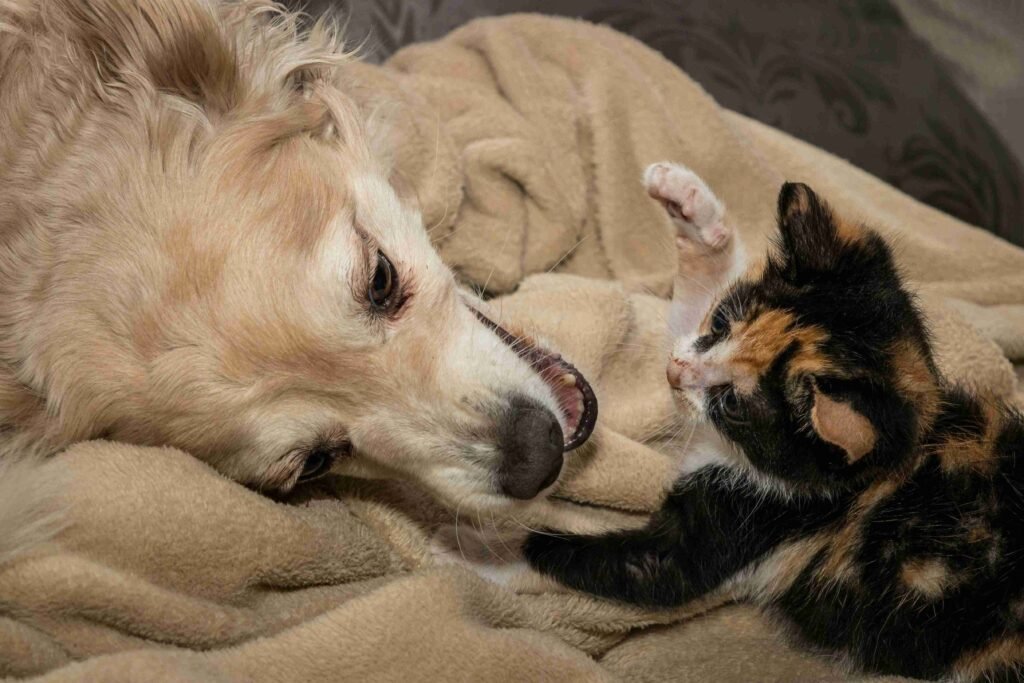 pet diagnostics Maple Ridge