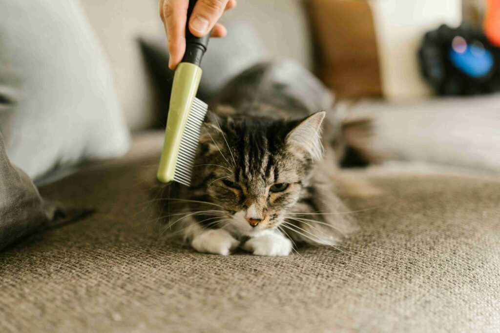 cat care Maple Ridge