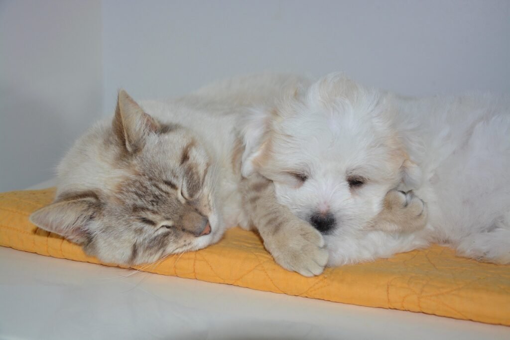 Your Puppy or Kitten’s First Year in Maple Ridge: A Complete Milestone Guide