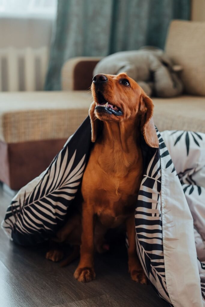 Helping Your Pet Cope With Fireworks and Thunderstorms in Maple Ridge