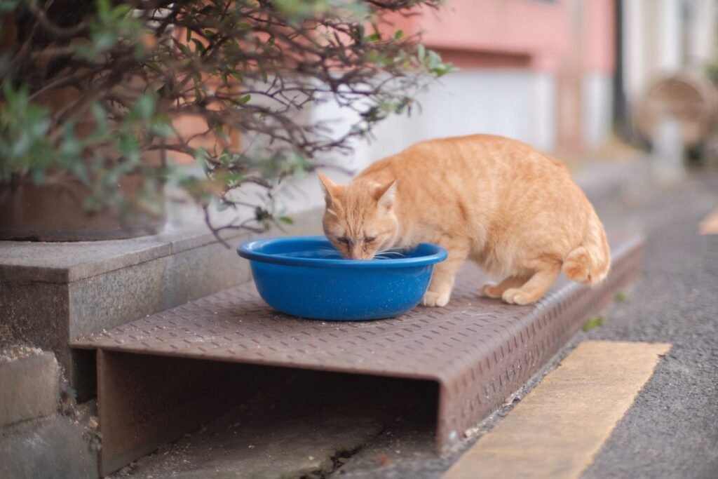 Kidney Disease in Senior Cats: A Maple Ridge Owner’s Guide