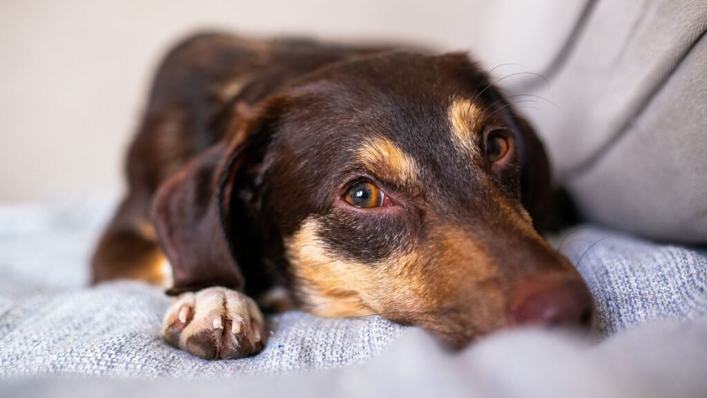 Salmon Poisoning Disease in Dogs: A Maple Ridge Guide to the Fall Runs