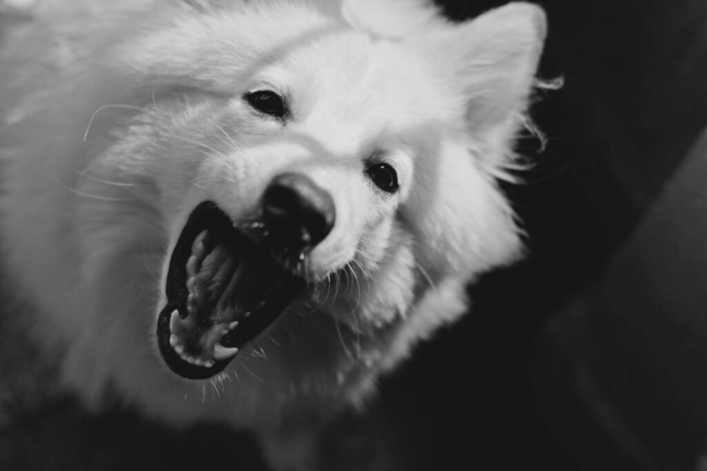The Raspy Bark You Blamed on Age: Laryngeal Paralysis in Maple Ridge Dogs