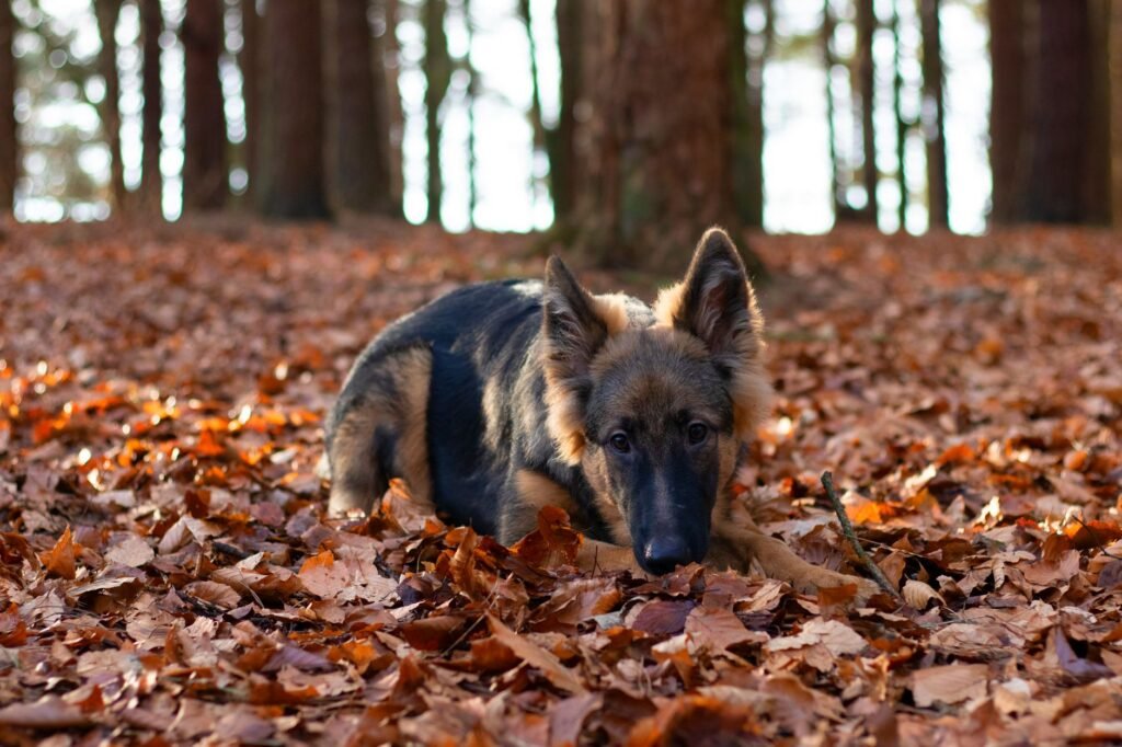 Bears in the Yard and on the Trail: A Maple Ridge Autumn Guide for Dog Owners