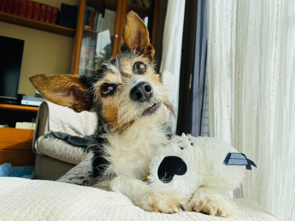 Dry Indoor Air and Winter Skin: A Maple Ridge Guide for Dog and Cat Owners